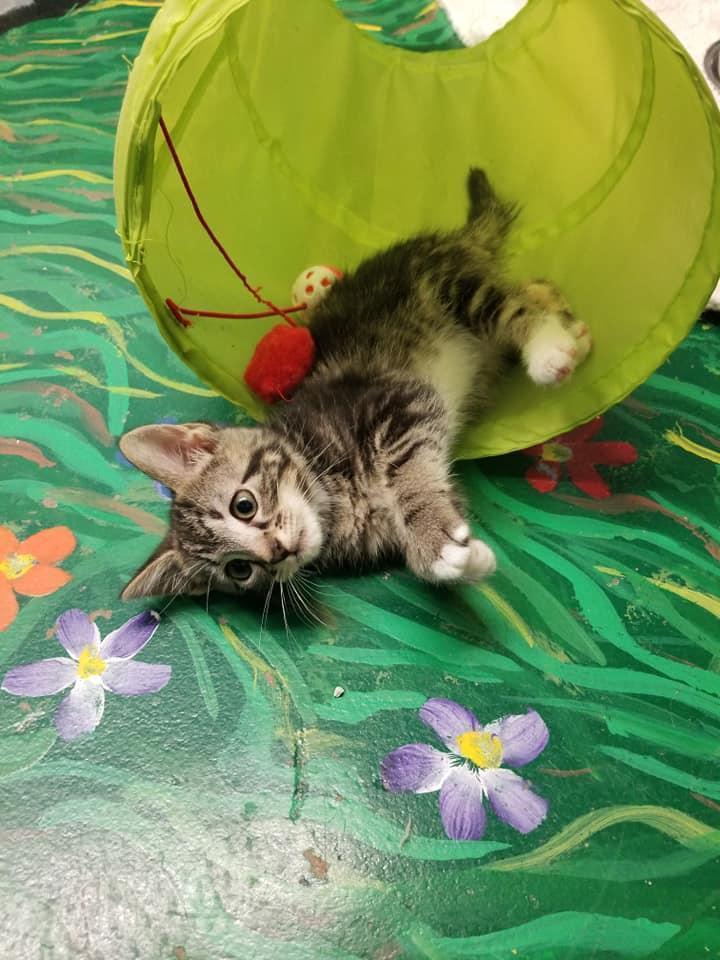 Pickens County Humane Society