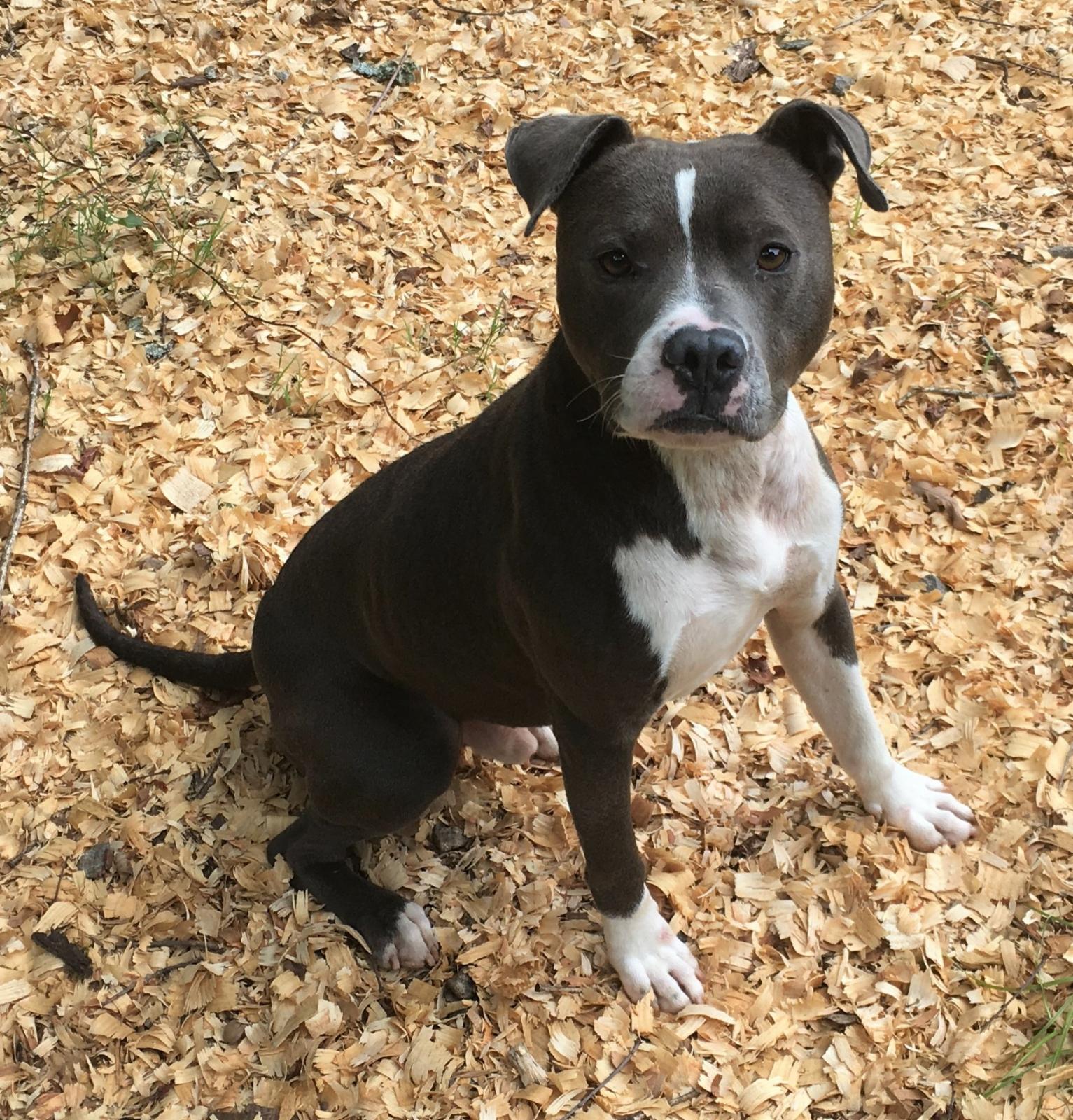 Pickens County Humane Society