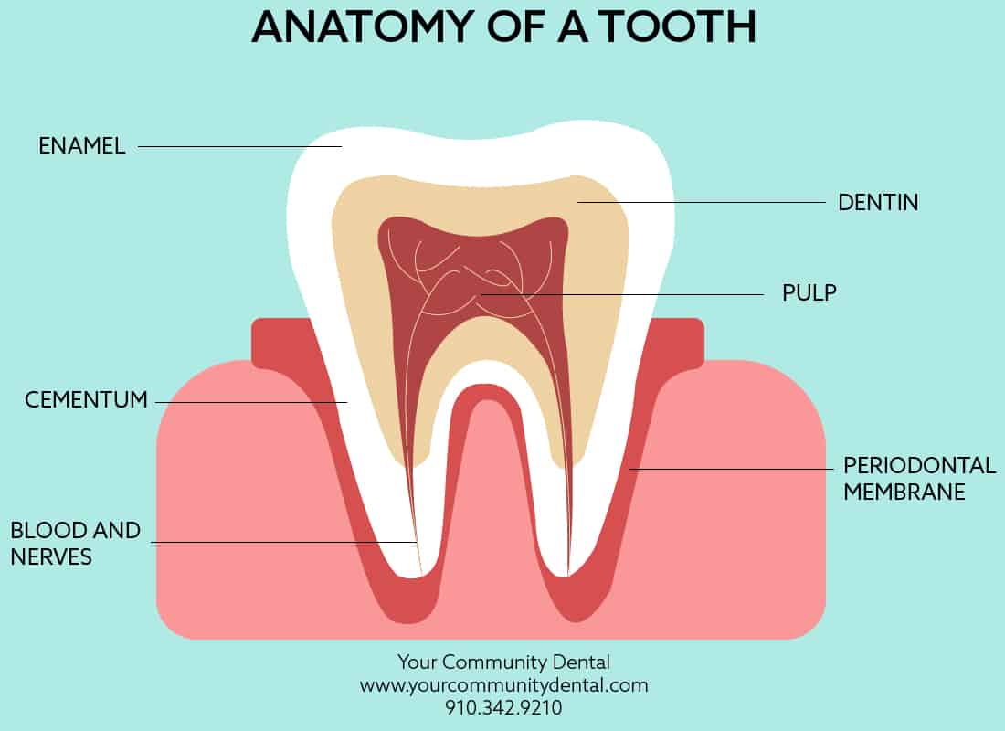 Anatomy of A Tooth Your Community Dental Wilmington NC