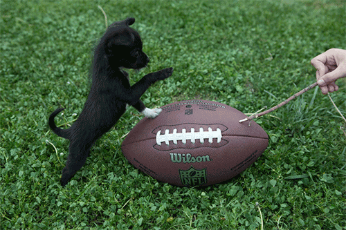 Animals Playing Football Is What You Need to See Before Super Bowl Sunday