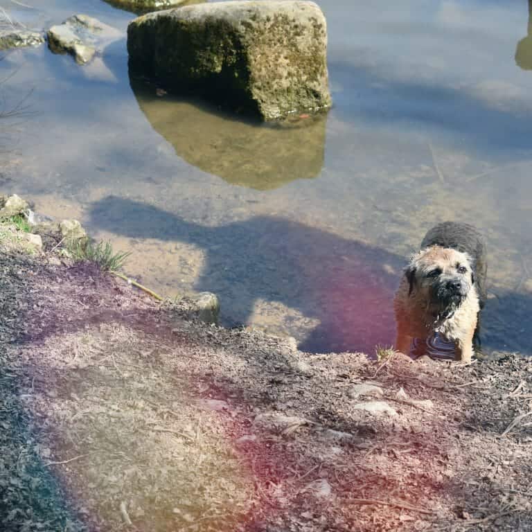 Border Terrier Breed Information Guide 9 Things to Know Your Dog