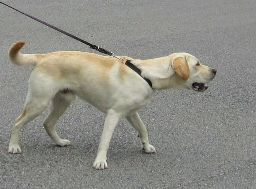 How to Stop a Dog from Pulling on the Leash Your Dog Advisor