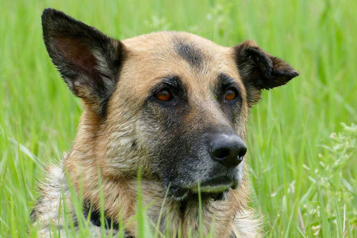 How to Stop Excessive Dog Barking 9 Tips That Work Your Dog Advisor