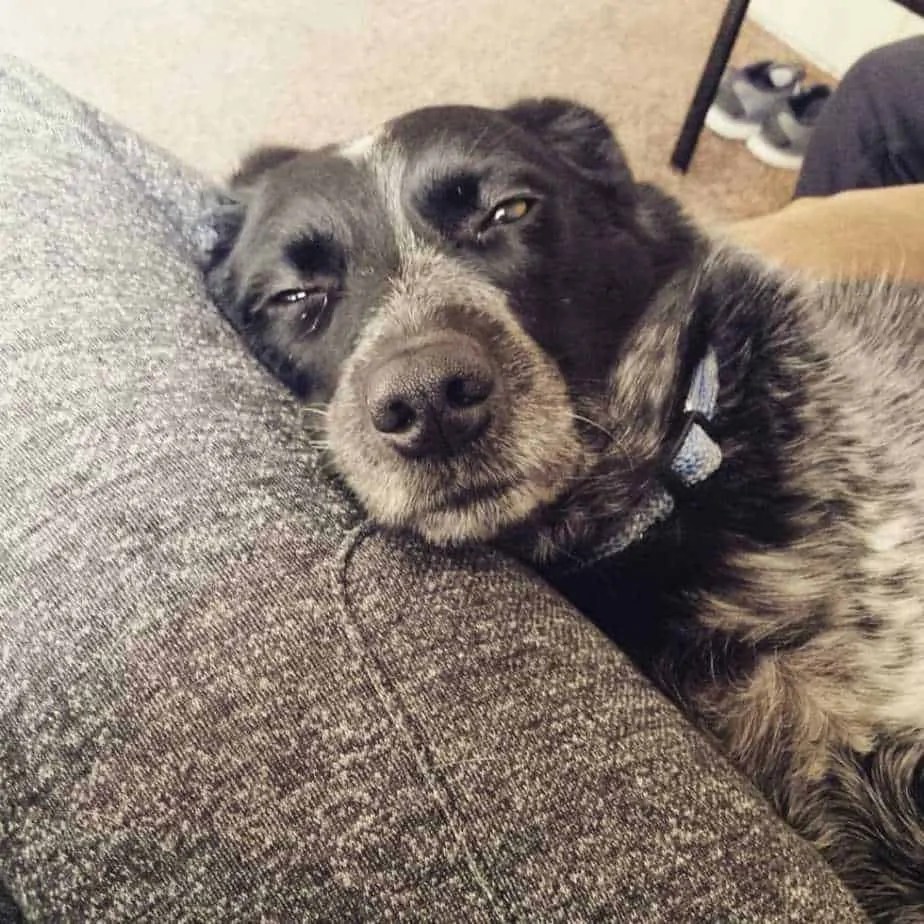 10 Things You Should Know About the Blue Heeler Pointer Mix Your Dog