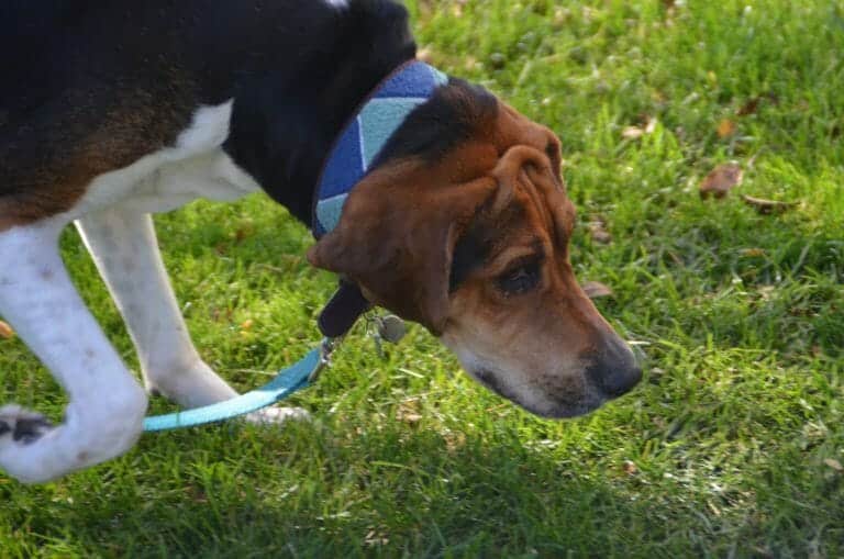 Treeing Walker Coonhound Dog Breed Information Your Dog