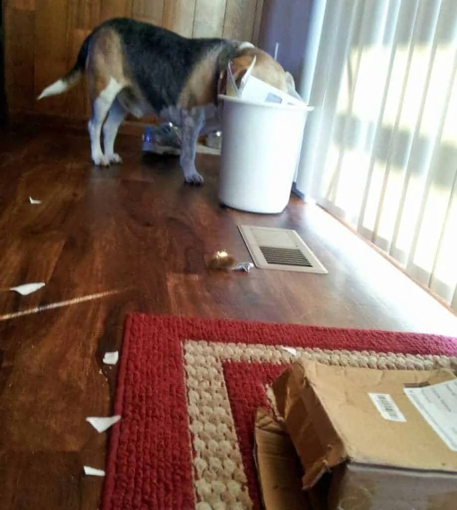 My Dog Destroys Everything 10 Ways to Stop Destructive Behavior Your Dog Advisor