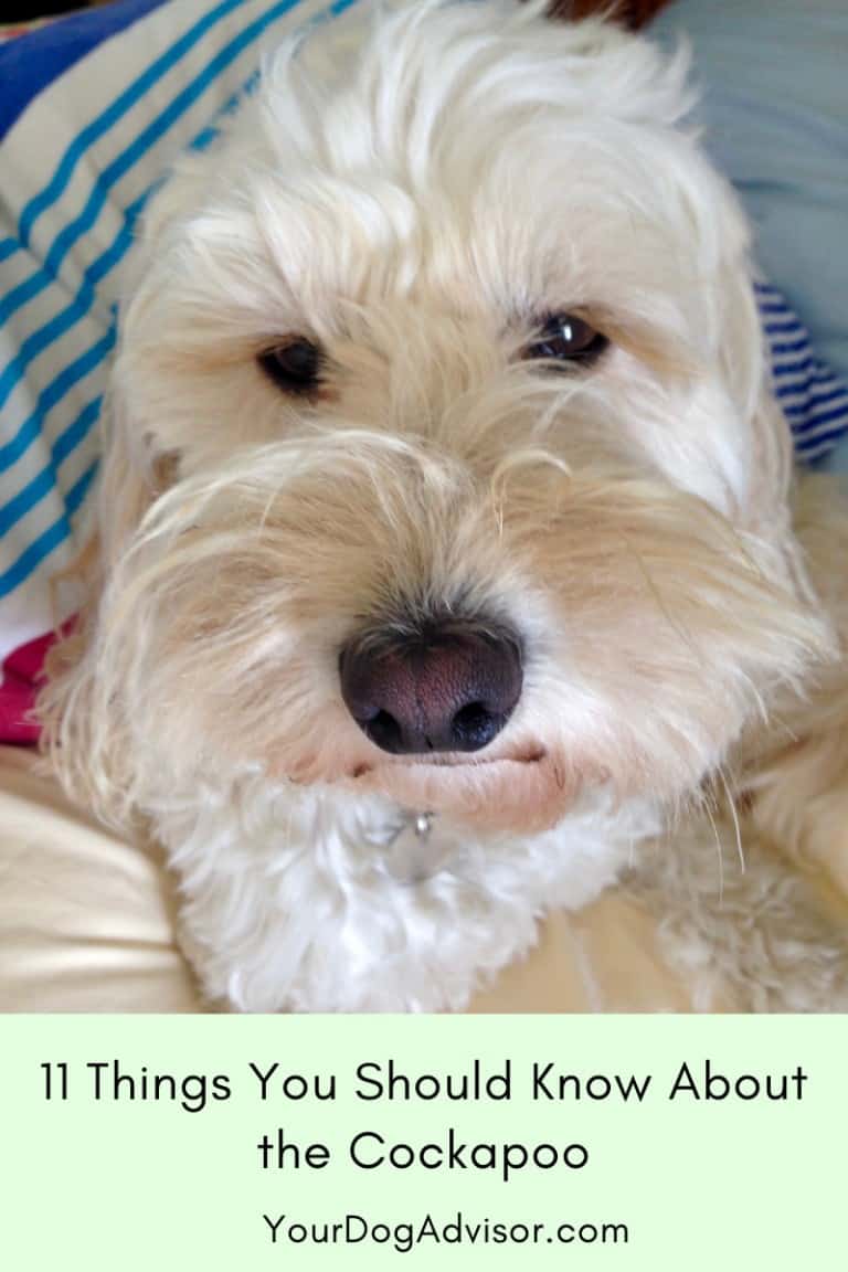Cockapoo Dog Breed Information 11 Things You Should Know Your Dog