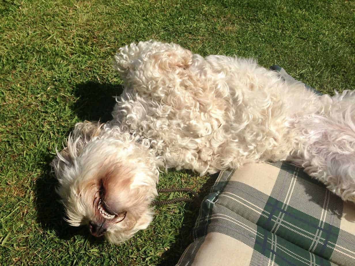 Cockapoo Dog Breed Information 11 Things You Should Know Your Dog