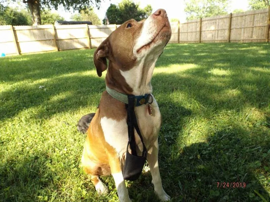 When to use Dog Muzzles and How to Get Your Dog Used to Wearing a