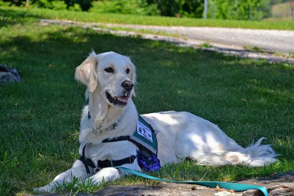 Therapy Dogs and Service Dogs What Are They and Why Are They Important? Your Dog Advisor