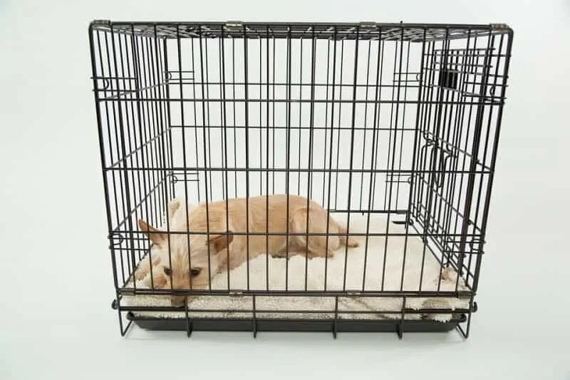 What Size Dog Crate Do You Need? Your Dog Advisor