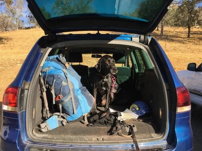 How to Secure Your Dog in the Car Your Dog Advisor