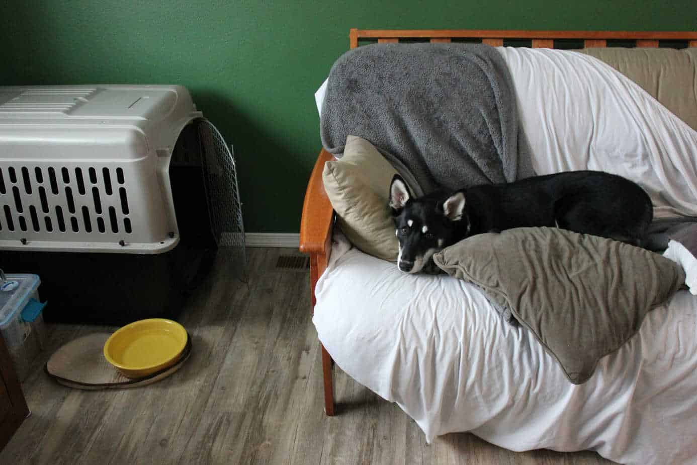 Can You House Train A Puppy Without A Crate