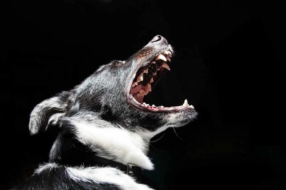 Dog Coughing? What It Means and What to Do Your Dog Advisor