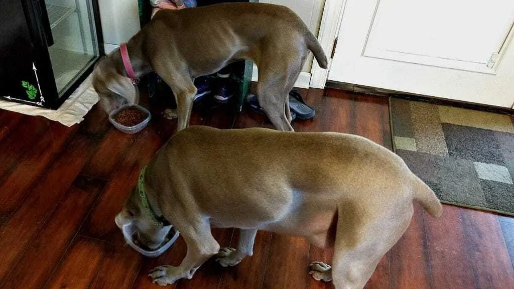 What is the Optimal Level of Magnesium for Your Dog? Your Dog Advisor