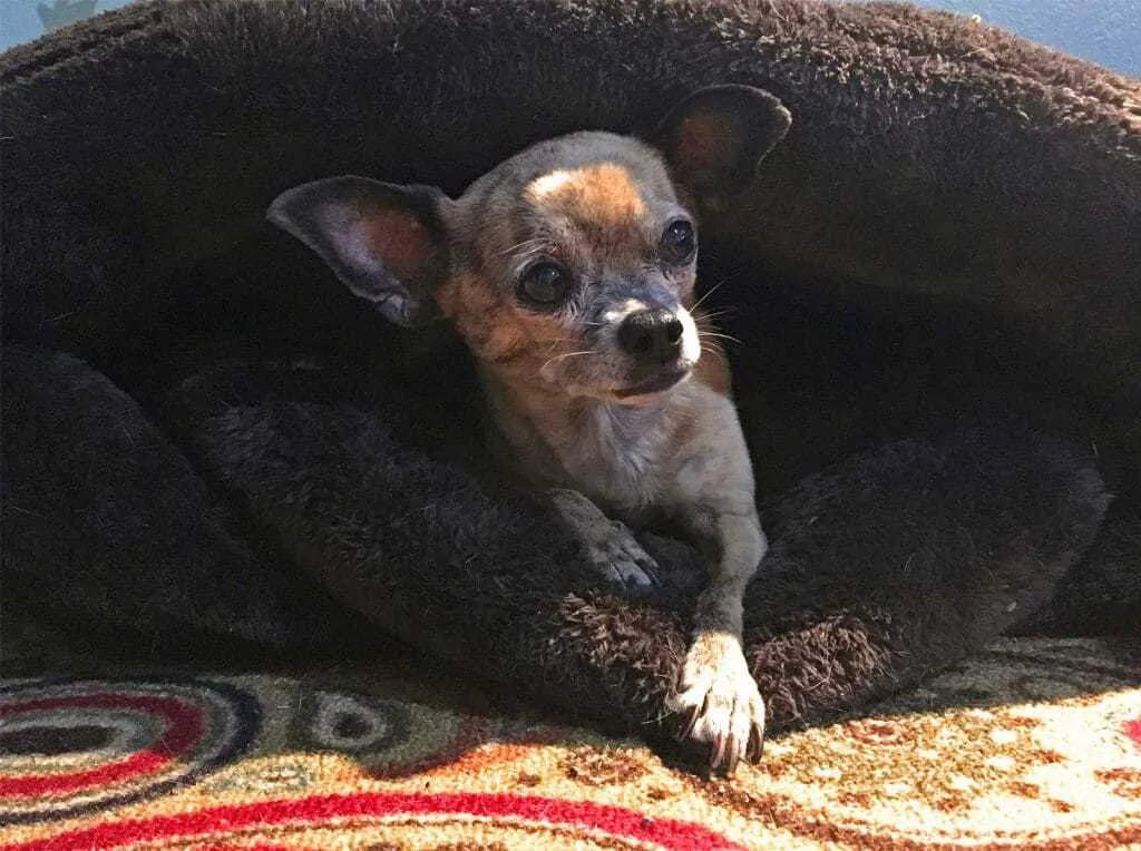 Why Is My Dog Scared Of Beeping Noises