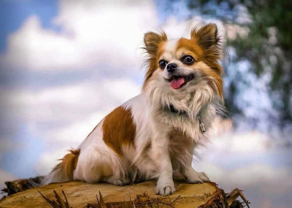 The Long Haired Chihuahua 10 Things You Might Not Know Your Dog Advisor
