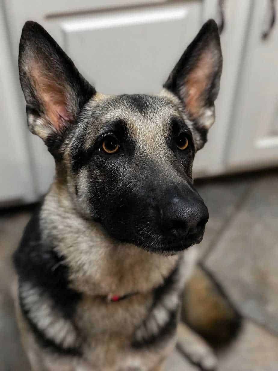 13 Things You Should Know About the German Shepherd Your Dog Advisor