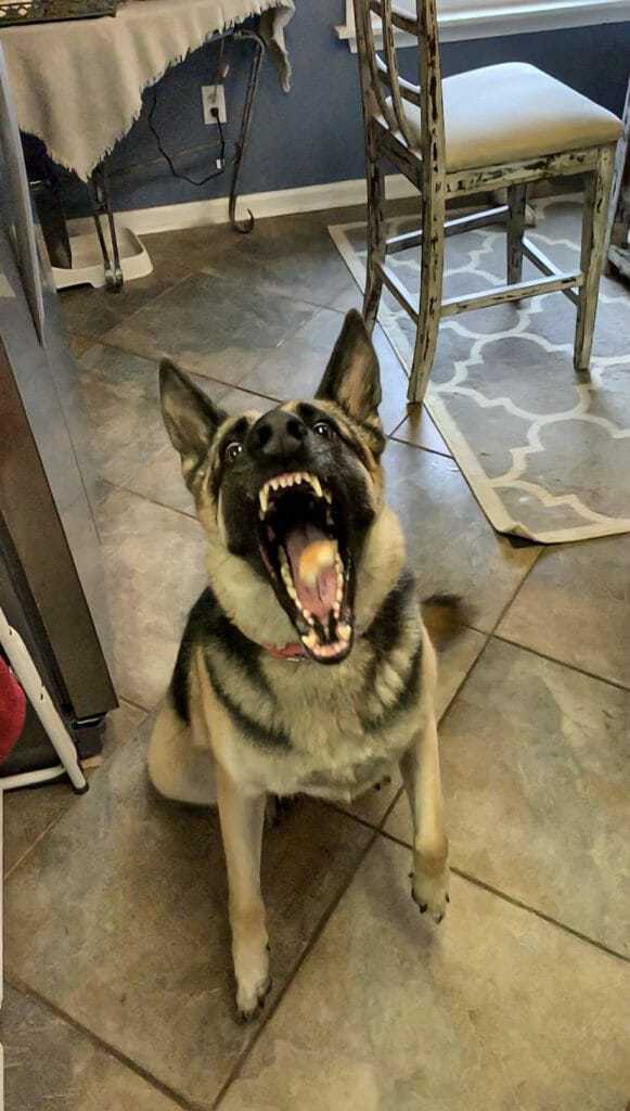 13 Things You Should Know About the German Shepherd Your Dog Advisor