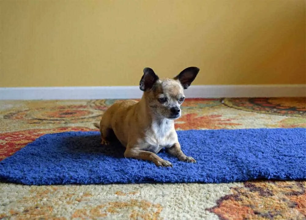 How to Teach Your Dog the Place Command Your Dog Advisor