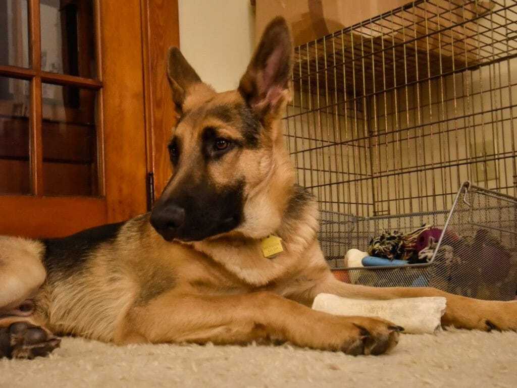Want to Start a DogSitting Business? Here’s What You Need