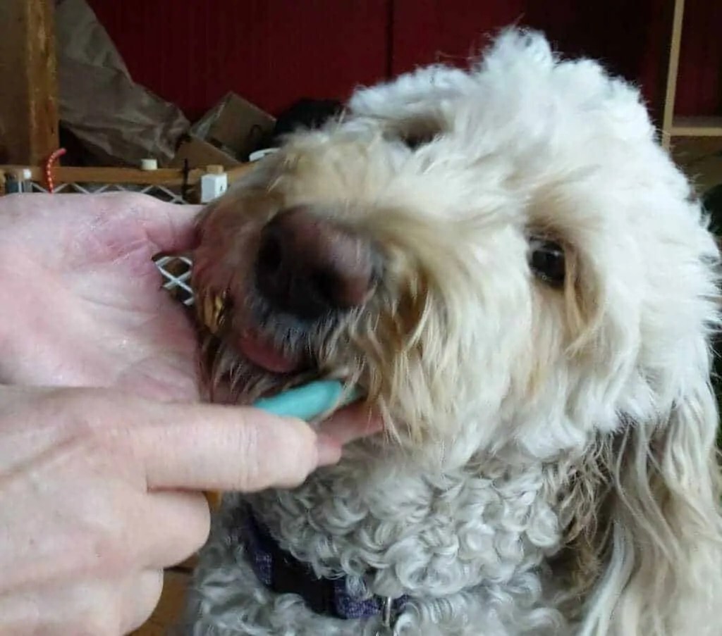 How to Groom a Goldendoodle Your Dog Advisor