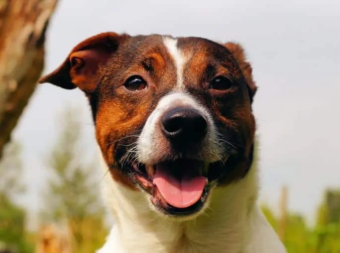 100 Best Female Dog Names Your Dog Advisor