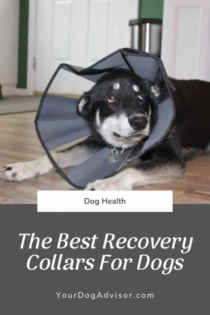 Ultimate Guide to the Best Recovery Collar for Dogs Your Dog Advisor
