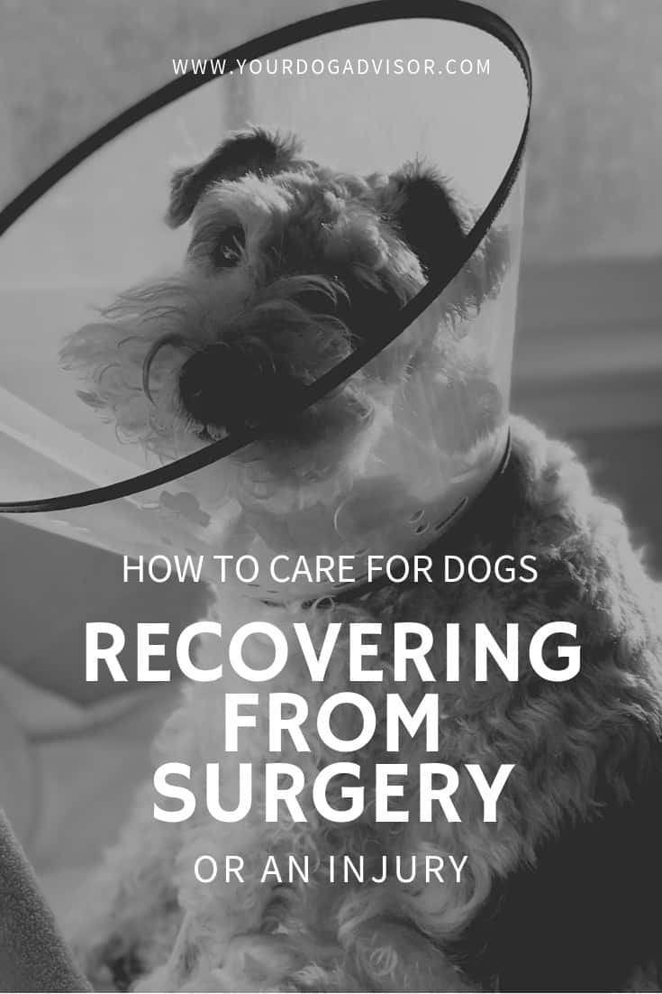 How to Care For Dogs Recovering From Surgery or an Injury Your Dog