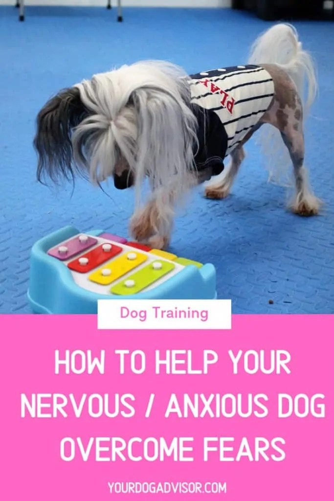 Dog Training Series How to Help Your Nervous / Anxious Dog Fears Your Dog Advisor