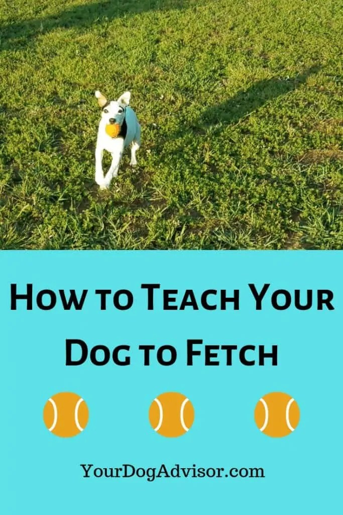 How to Teach your Dog to Fetch Your Dog Advisor