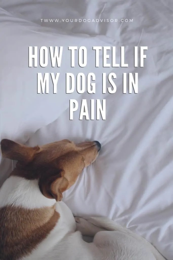 How to Tell if My Dog is in Pain Your Dog Advisor