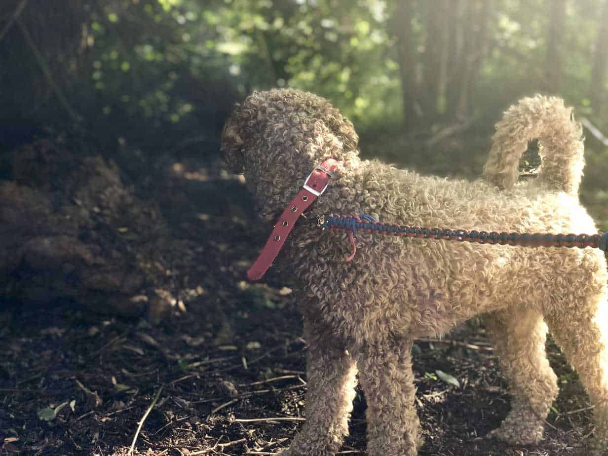 5 Reasons Why You Should Microchip Your Pet Your Dog Advisor