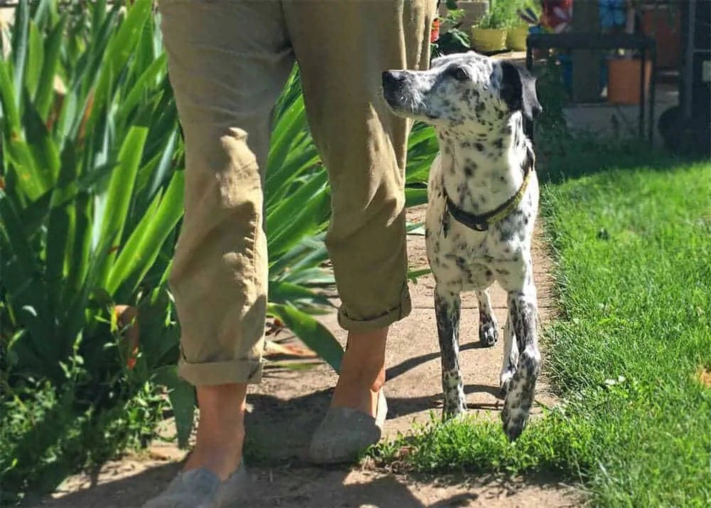 How to Train Your Dog to Heel Without a Leash Your Dog Advisor