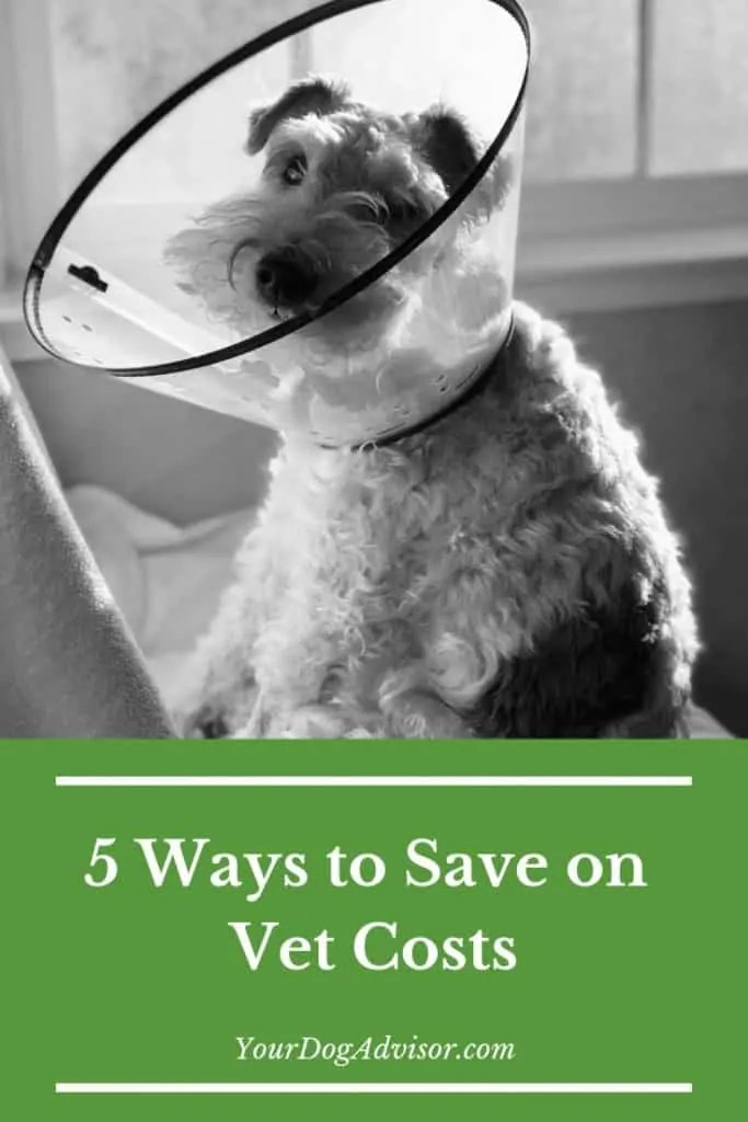 5 Ways to Save on Vet Costs Your Dog Advisor