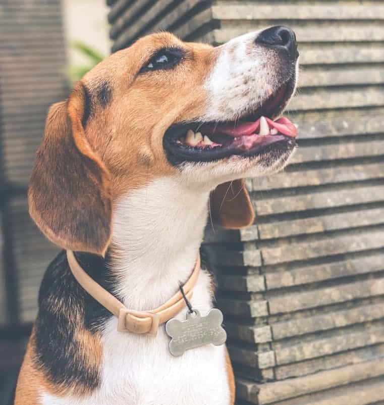 15 Funny Dog ID Tag Ideas Your Dog Advisor