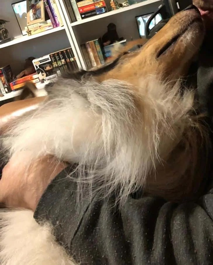 How to Train Your Dog or Puppy to Lie Down the Right Way Your Dog Advisor