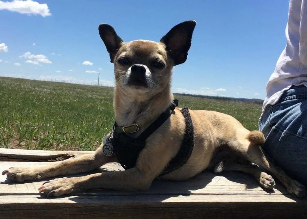 How to Perform an Elimination Diet for Dogs with Food Allergies Your