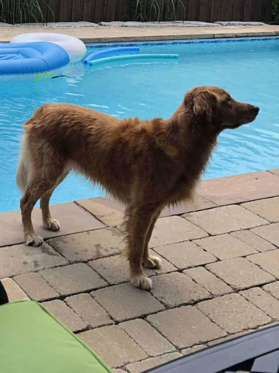 13 Things You Should Know About Dog Incontinence Your Dog Advisor