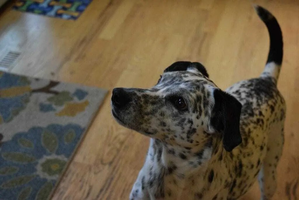 How to Train Your Dog to Bark (and Stop Barking) on Command Your Dog Advisor