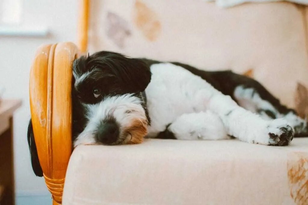 How Much Does It Cost to Put a Dog Down? Your Dog Advisor
