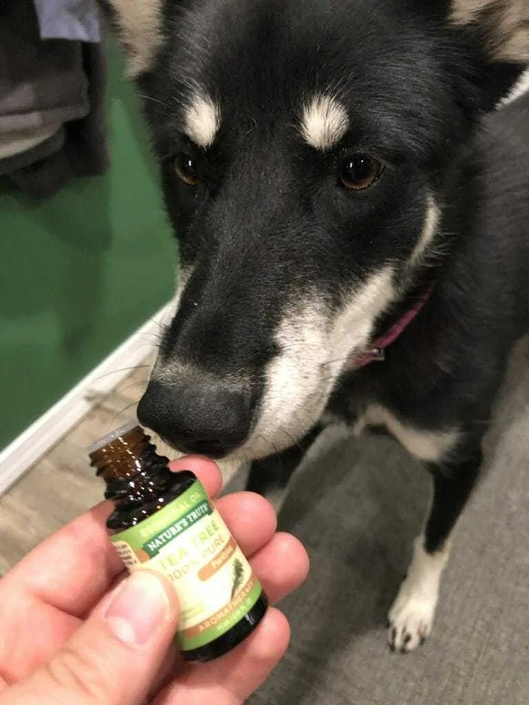 Is Tea Tree Oil Safe for Dogs? (Plus Our Favorite Tea Tree Oils for
