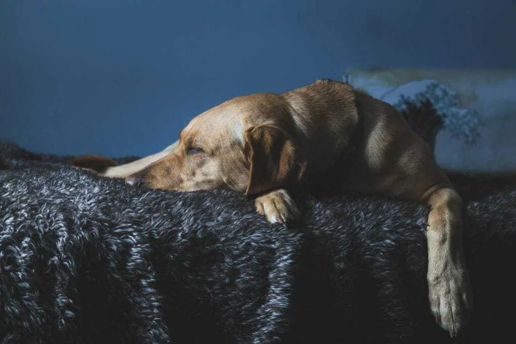 How Much Does It Cost to Put a Dog Down? Your Dog Advisor