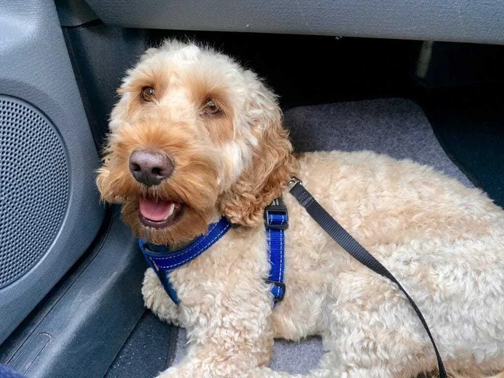 Why Do Dogs Lick Their Paws? 8 Common Reasons Your Dog Advisor