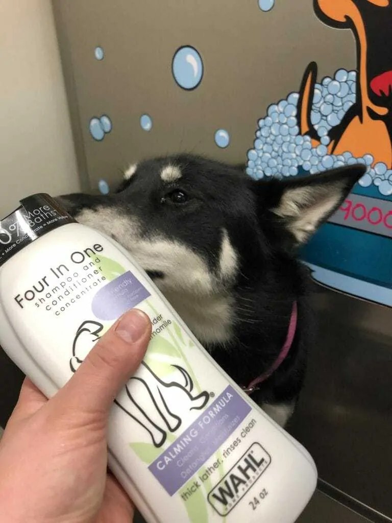 Is Lavender Oil Safe for Dogs? (Plus Our Favorite Lavender Oil Products