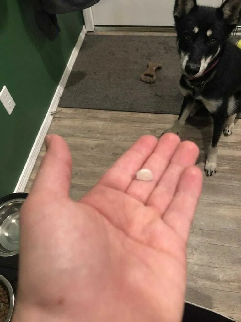 The Best (Safest) OTC Pain Meds for Dogs Your Dog Advisor