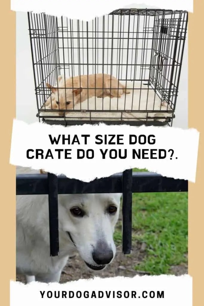 What Size Dog Crate Do You Need? Your Dog Advisor