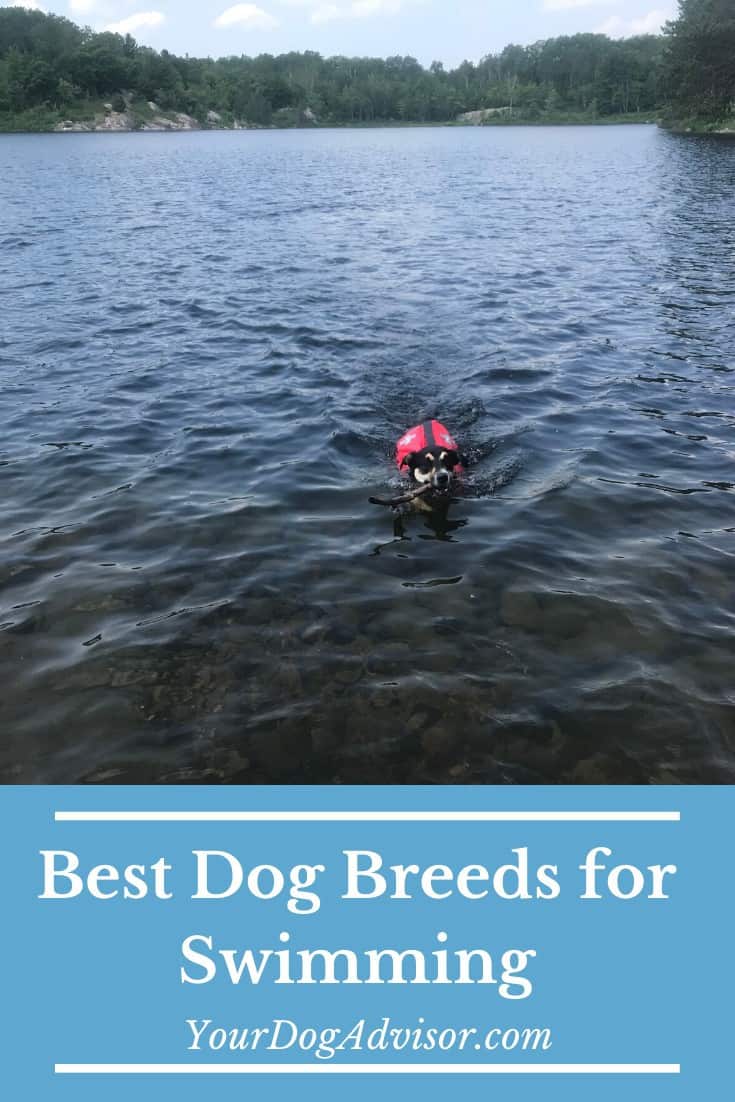 Best Swimming Dogs The Best and Worst Dog Breeds for Swimming Your