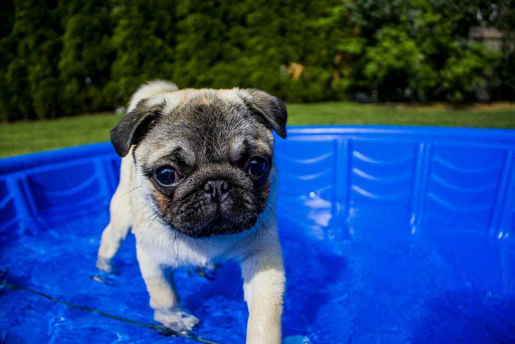 Best Swimming Dogs The Best and Worst Dog Breeds for Swimming Your