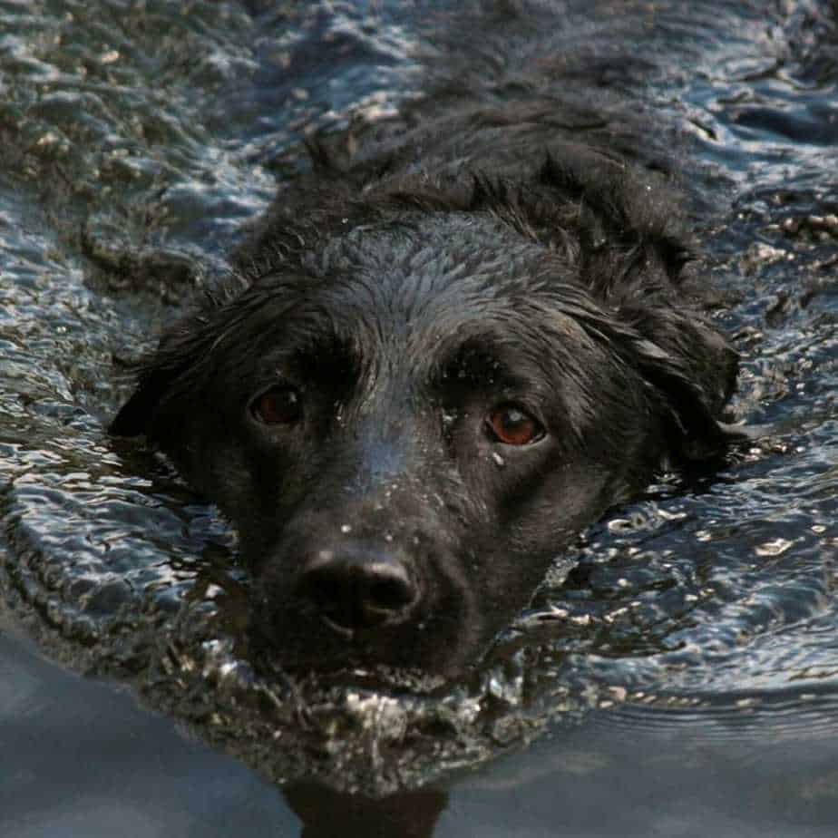 Best Swimming Dogs The Best and Worst Dog Breeds for Swimming Your